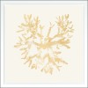 Coral - Thumbnail Image 2