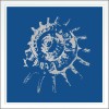 Spiral Shell - Thumbnail Image 2