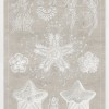 Marine Phyla I - Thumbnail Image 2