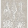 Marine Phyla VII - Thumbnail Image 2