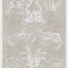 Marine Phyla IX - Thumbnail Image 2