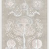 Marine Phyla II - Thumbnail Image 2