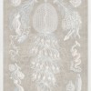 Marine Phyla VIII - Thumbnail Image 2