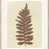 Fern I - Thumbnail Image 2