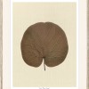 Round Leaf - Thumbnail Image 2