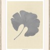 Ginkgo Leaf - Thumbnail Image 2