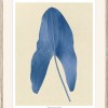 Araceae Leaf - Thumbnail Image 2