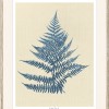Fern II - Thumbnail Image 2