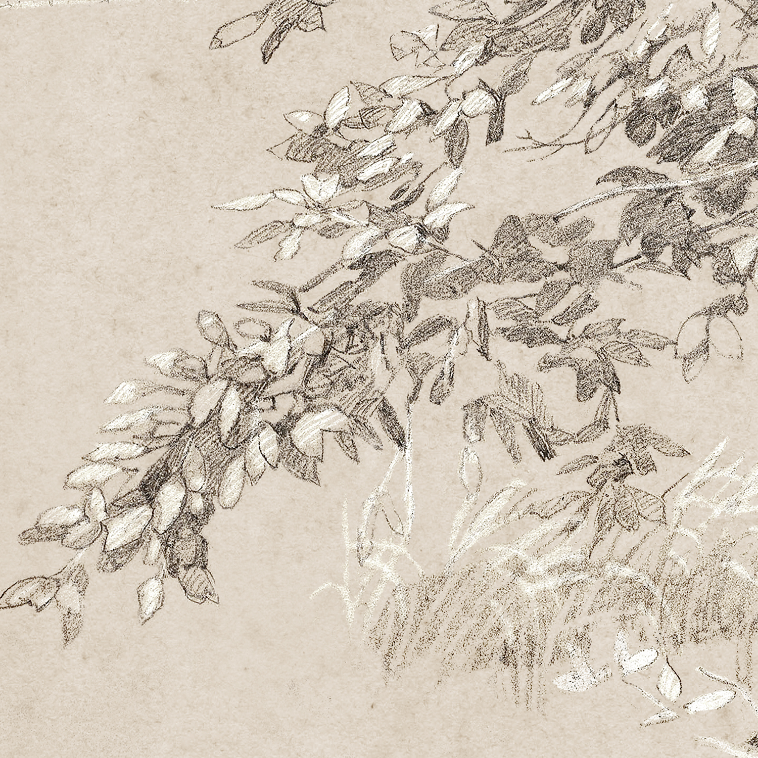 graphite and gouache study detail 1