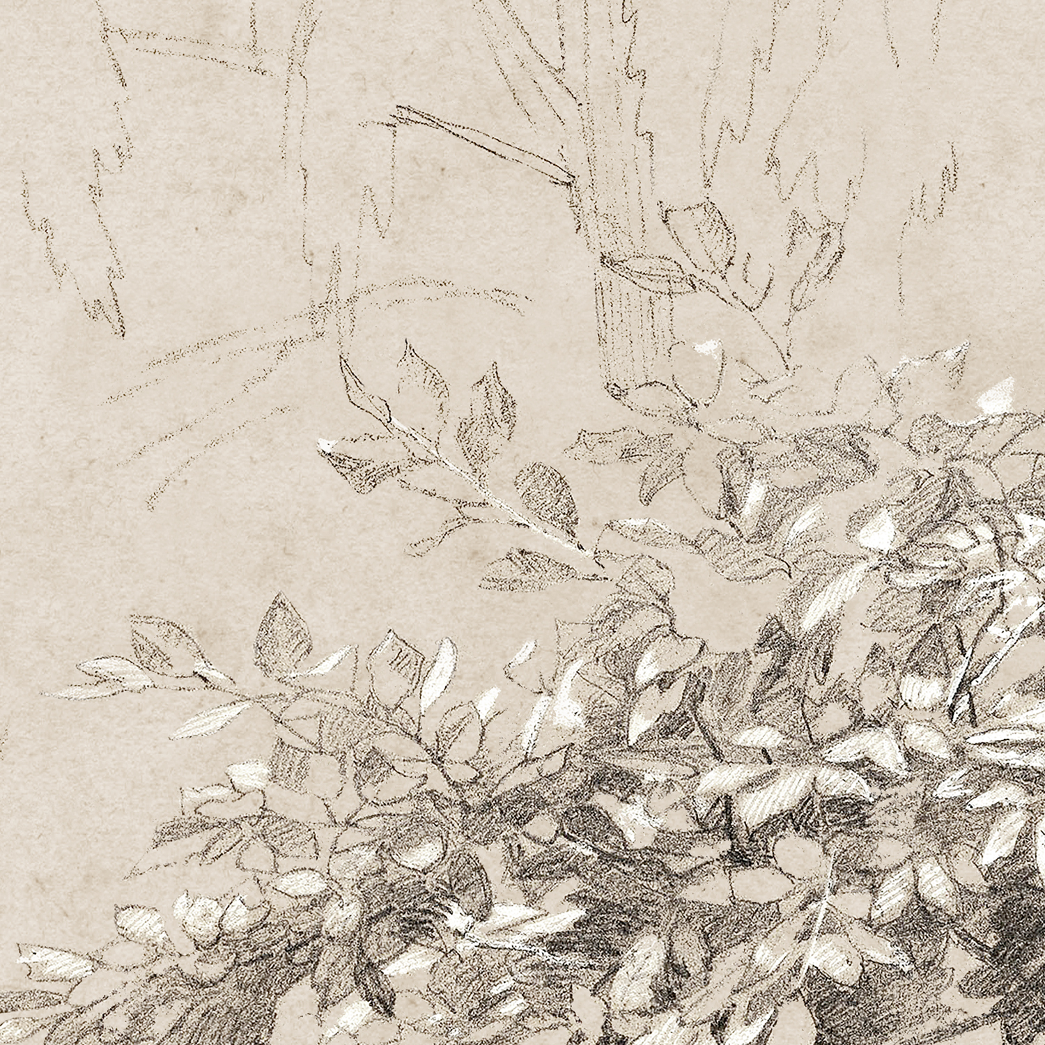 graphite and gouache study detail 2