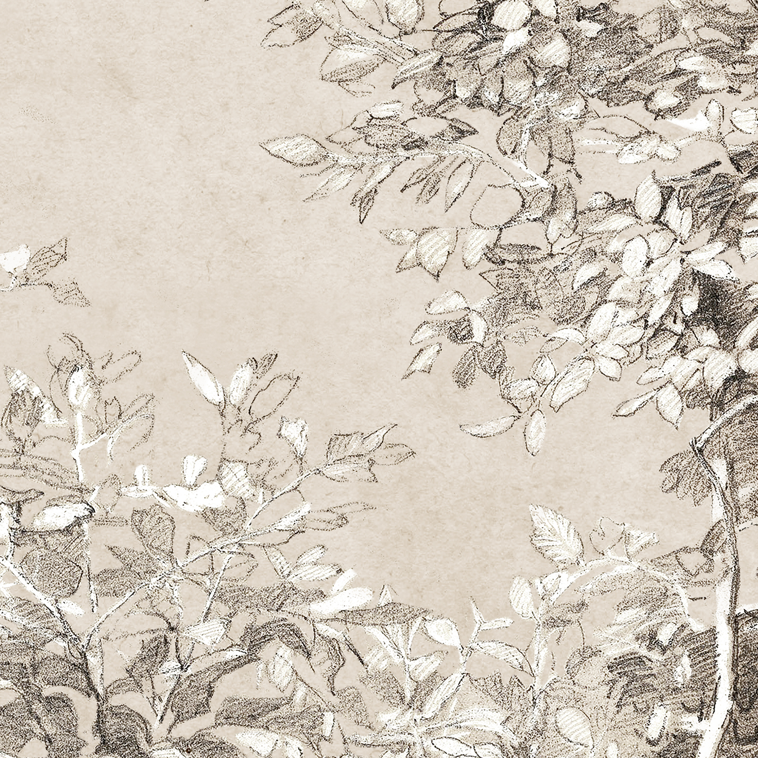 graphite and gouache study detail 3