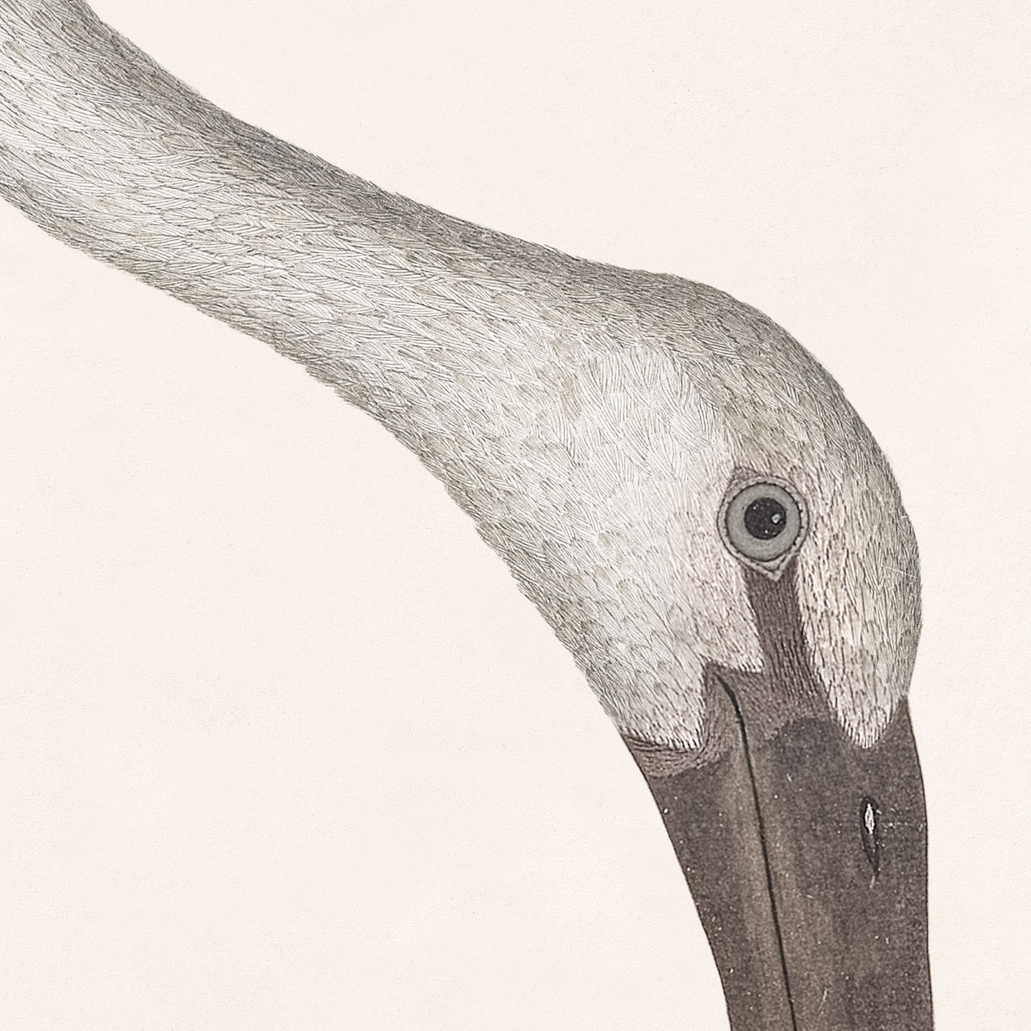 asian openbill stork with snail detail shot 1