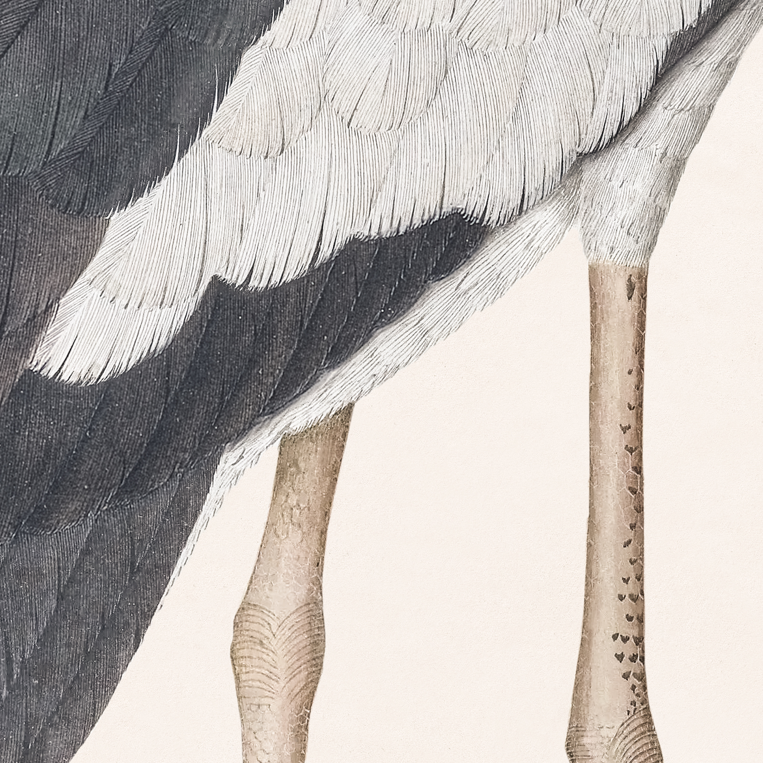asian openbill stork with snail detail shot 2