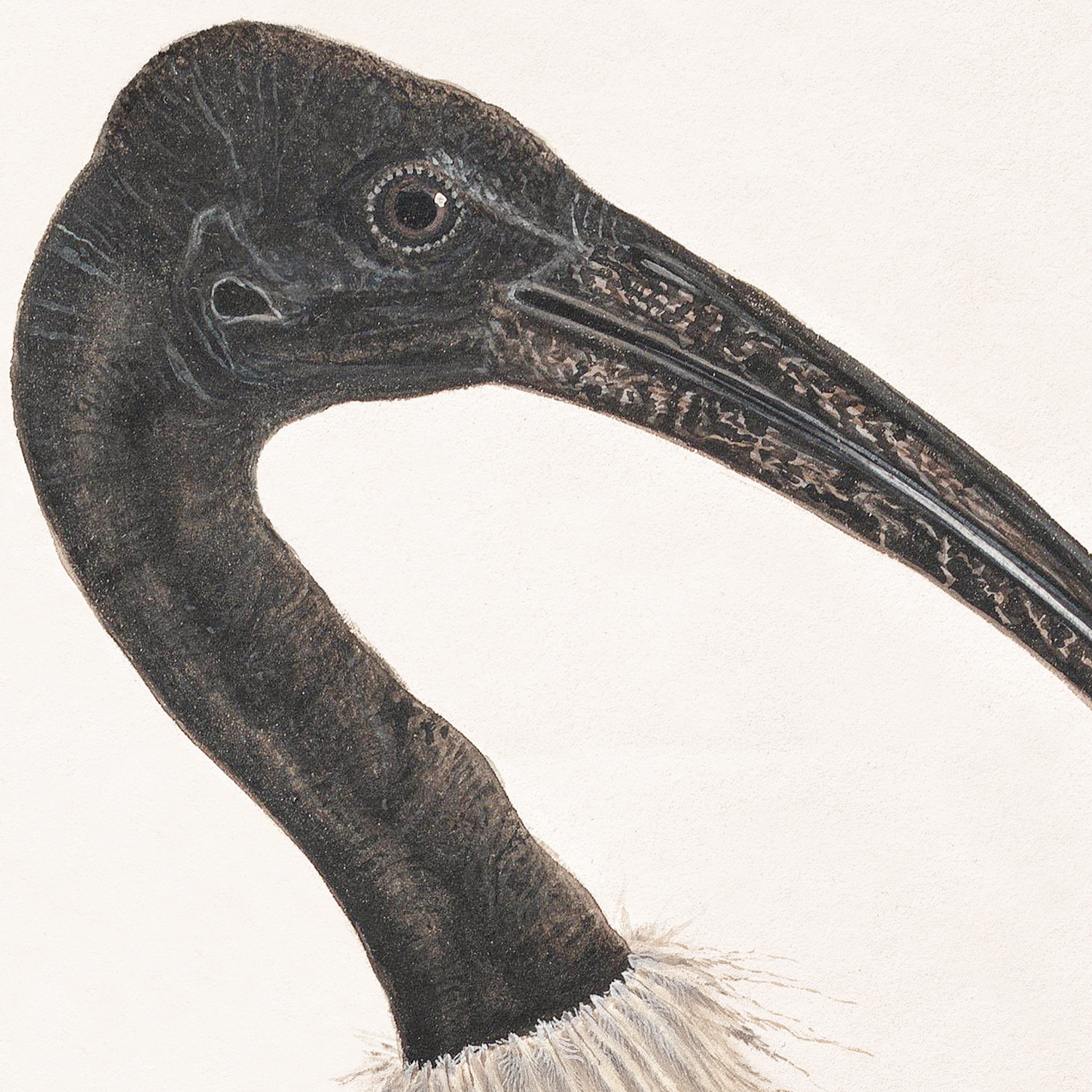 black-headed ibis detail shot 1