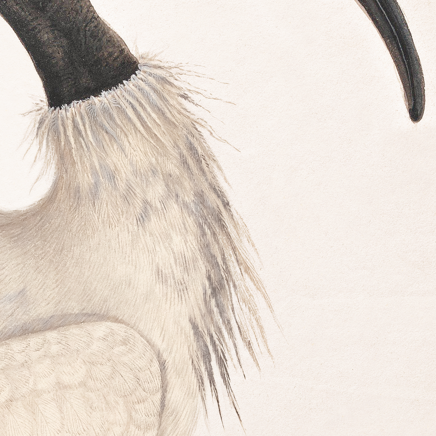 black-headed ibis detail shot 2