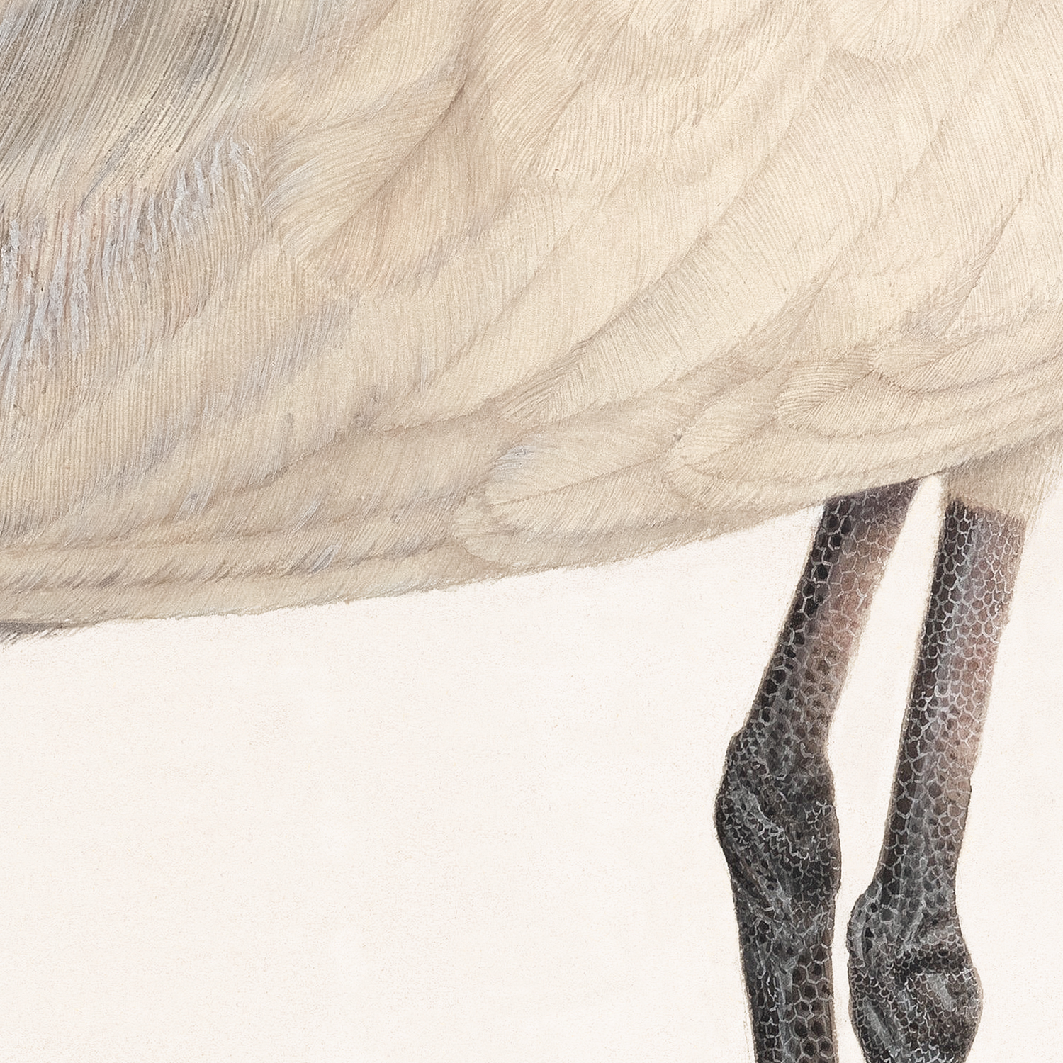 black-headed ibis detail shot 3