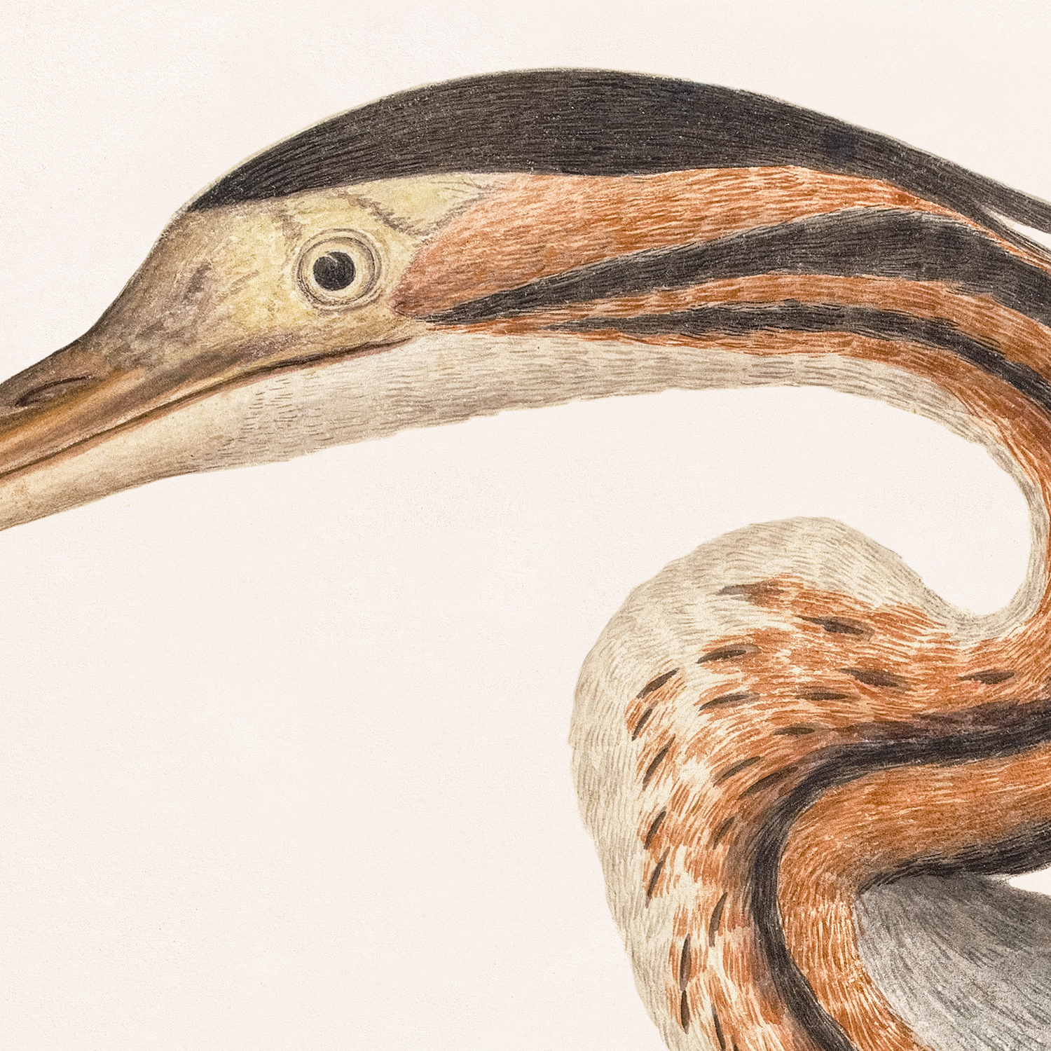 purple heron detail shot 1