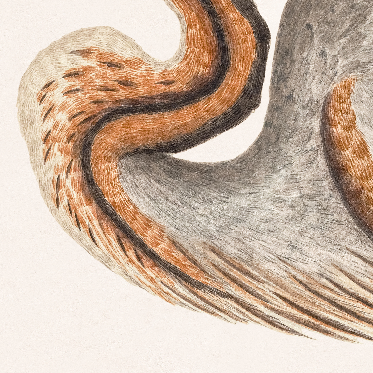 purple heron detail shot 2