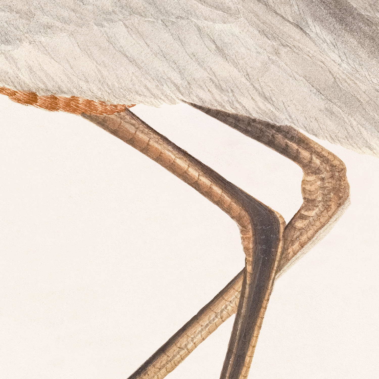 purple heron detail shot 3