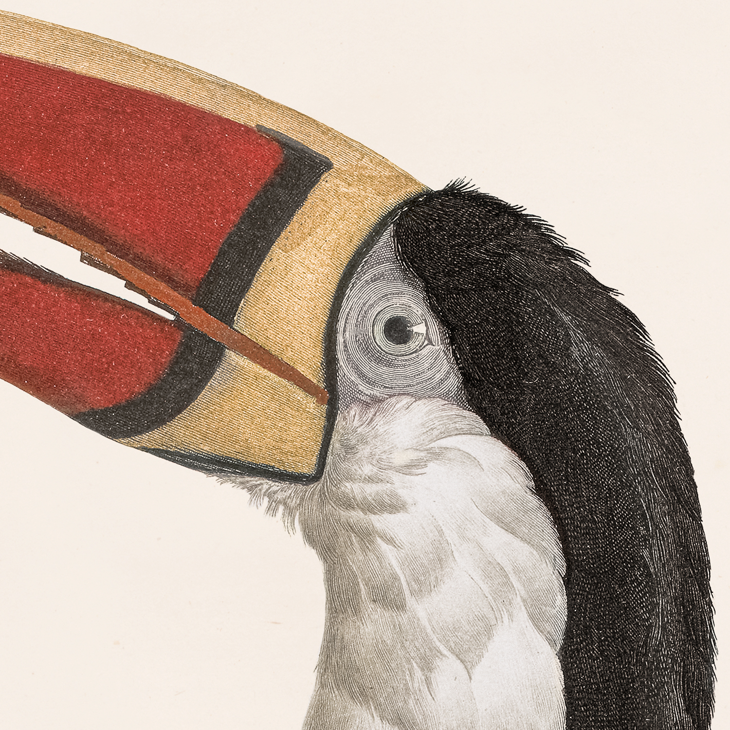 toucan detail shot 1