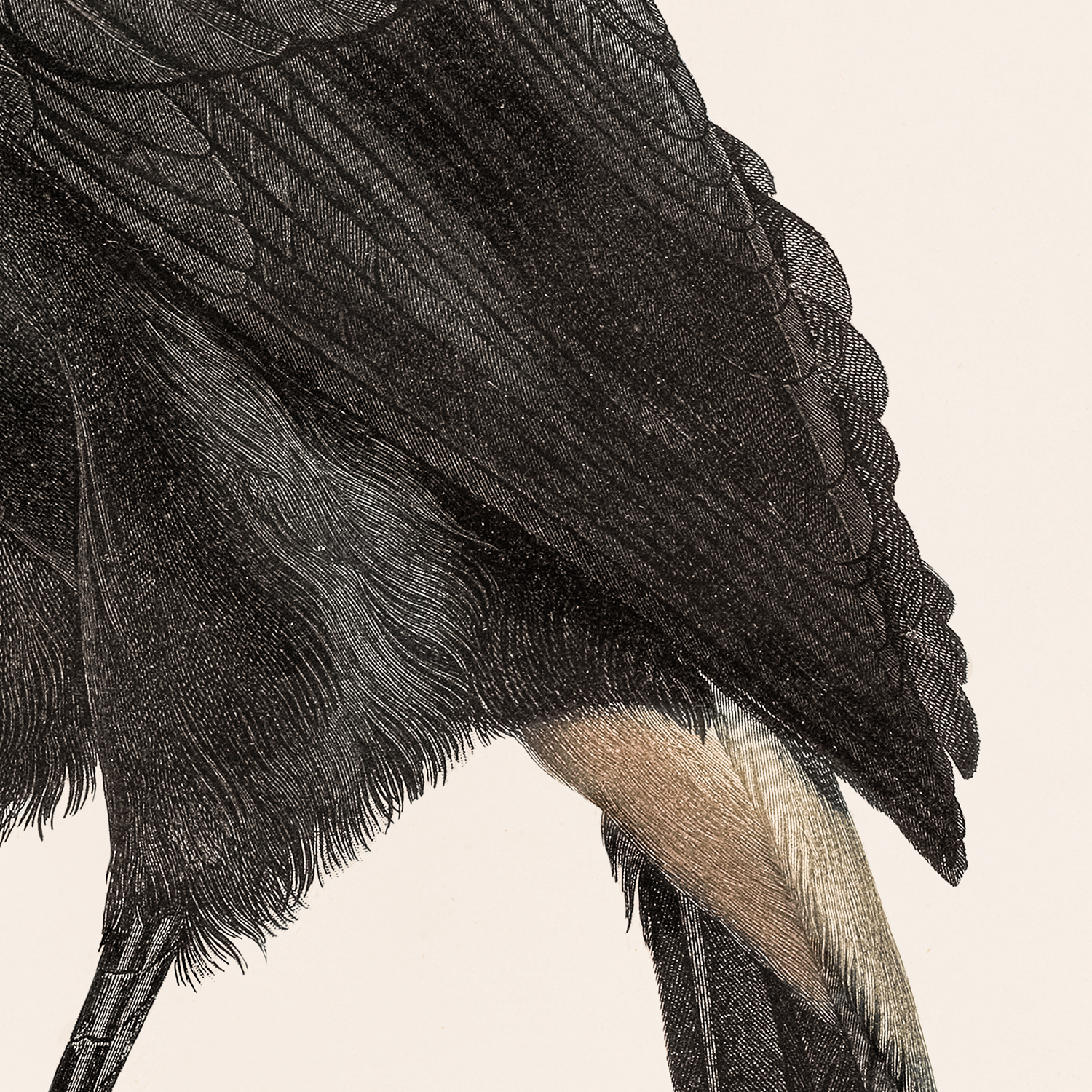 toucan detail shot 2