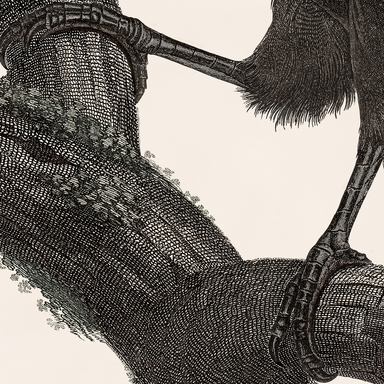 toucan detail shot 3
