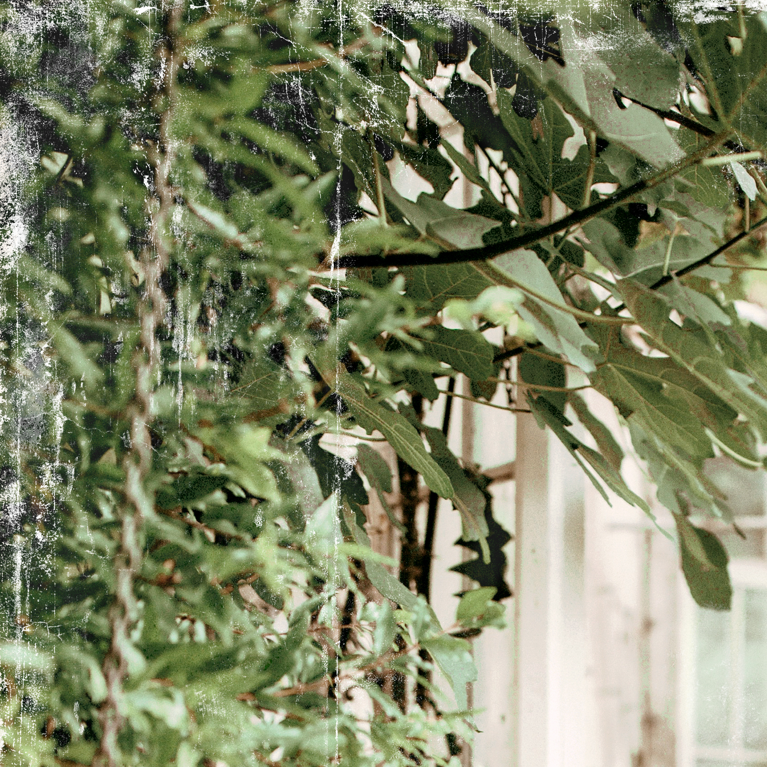 greenhouse series iii detail shot 1