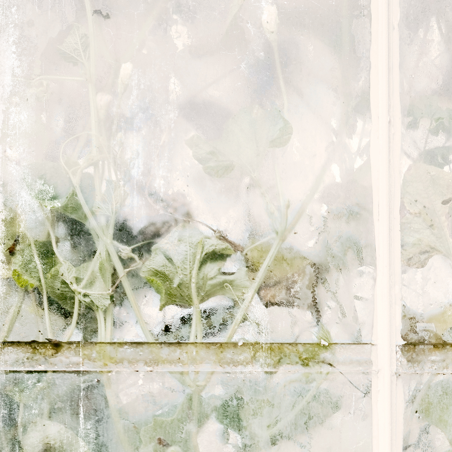greenhouse series v detail shot 1