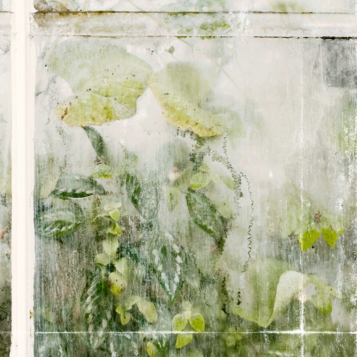 greenhouse series v detail shot 3