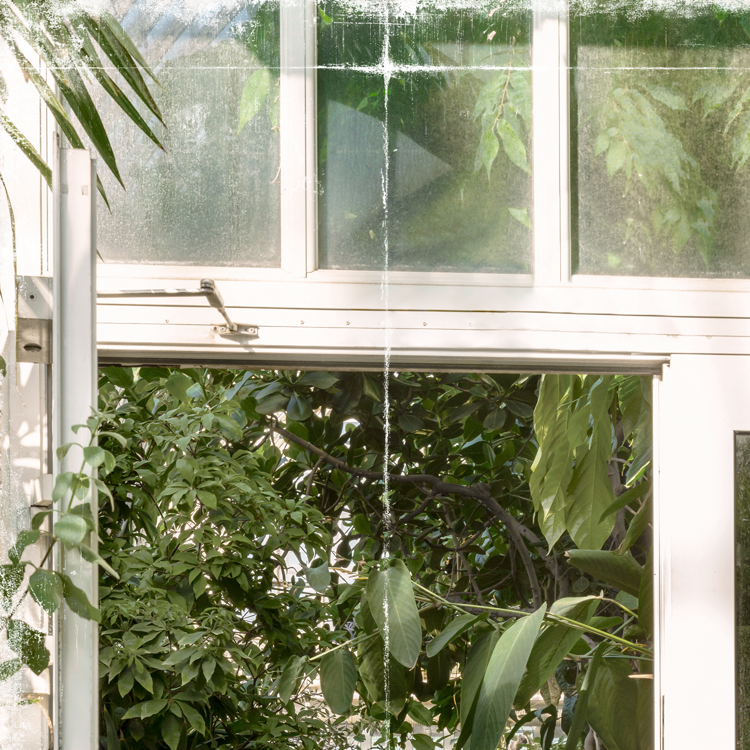 greenhouse series vi detail shot 1
