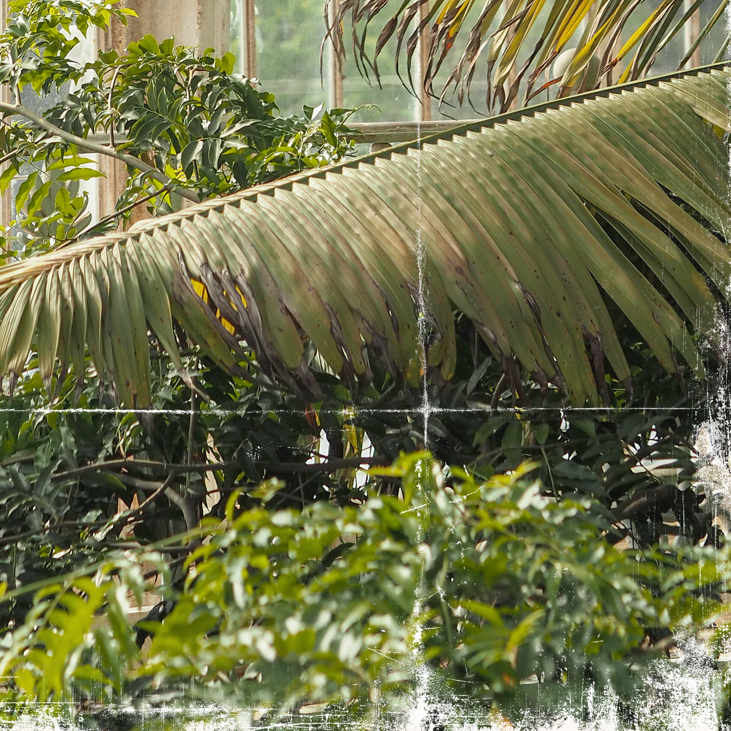 greenhouse series vii detail shot 2
