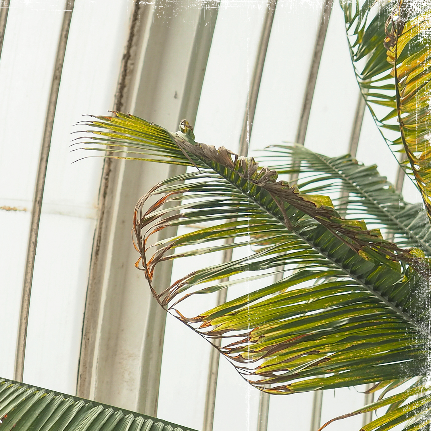 greenhouse series vii detail shot 3