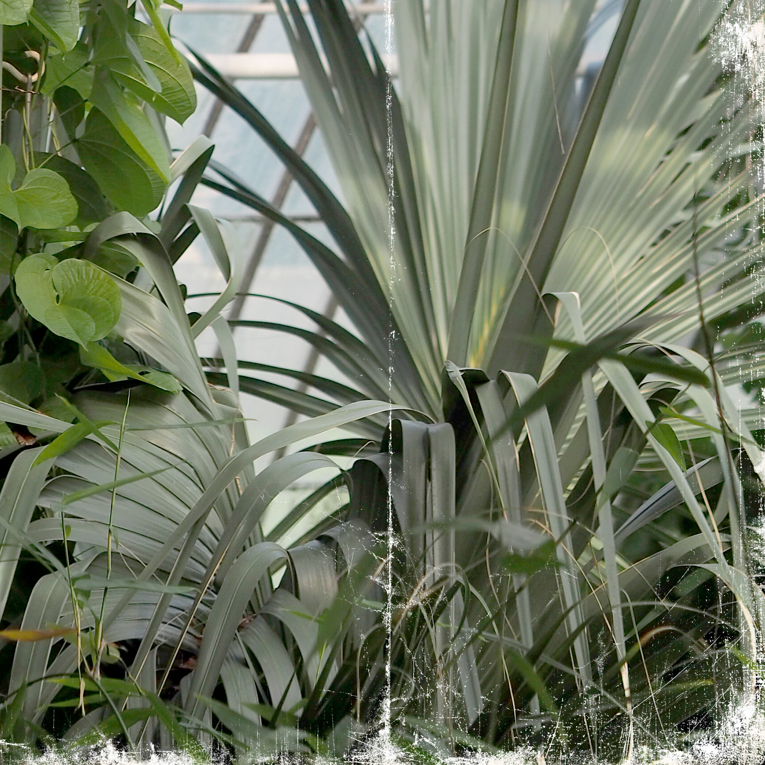 greenhouse series viii detail shot 2