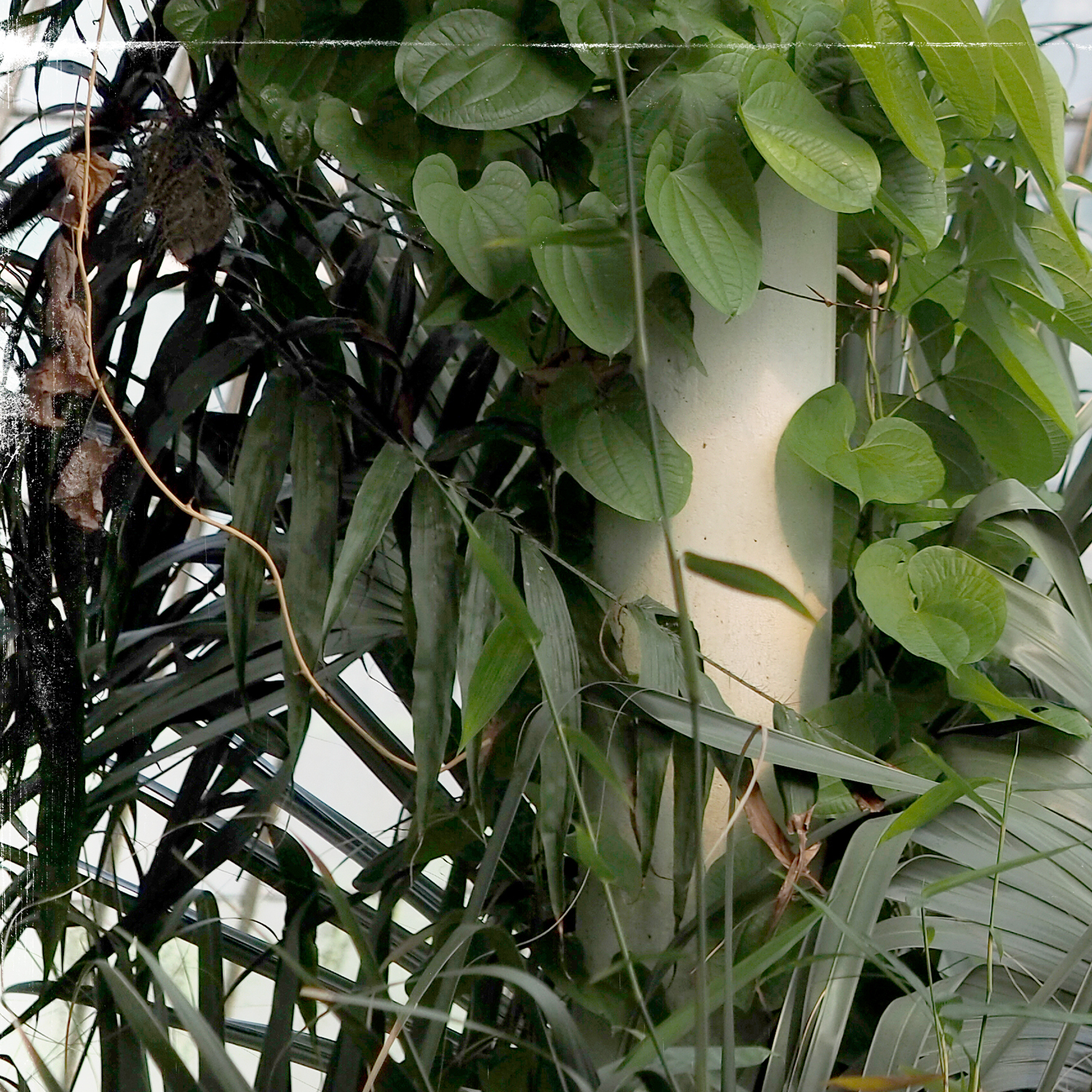 greenhouse series viii detail shot 3