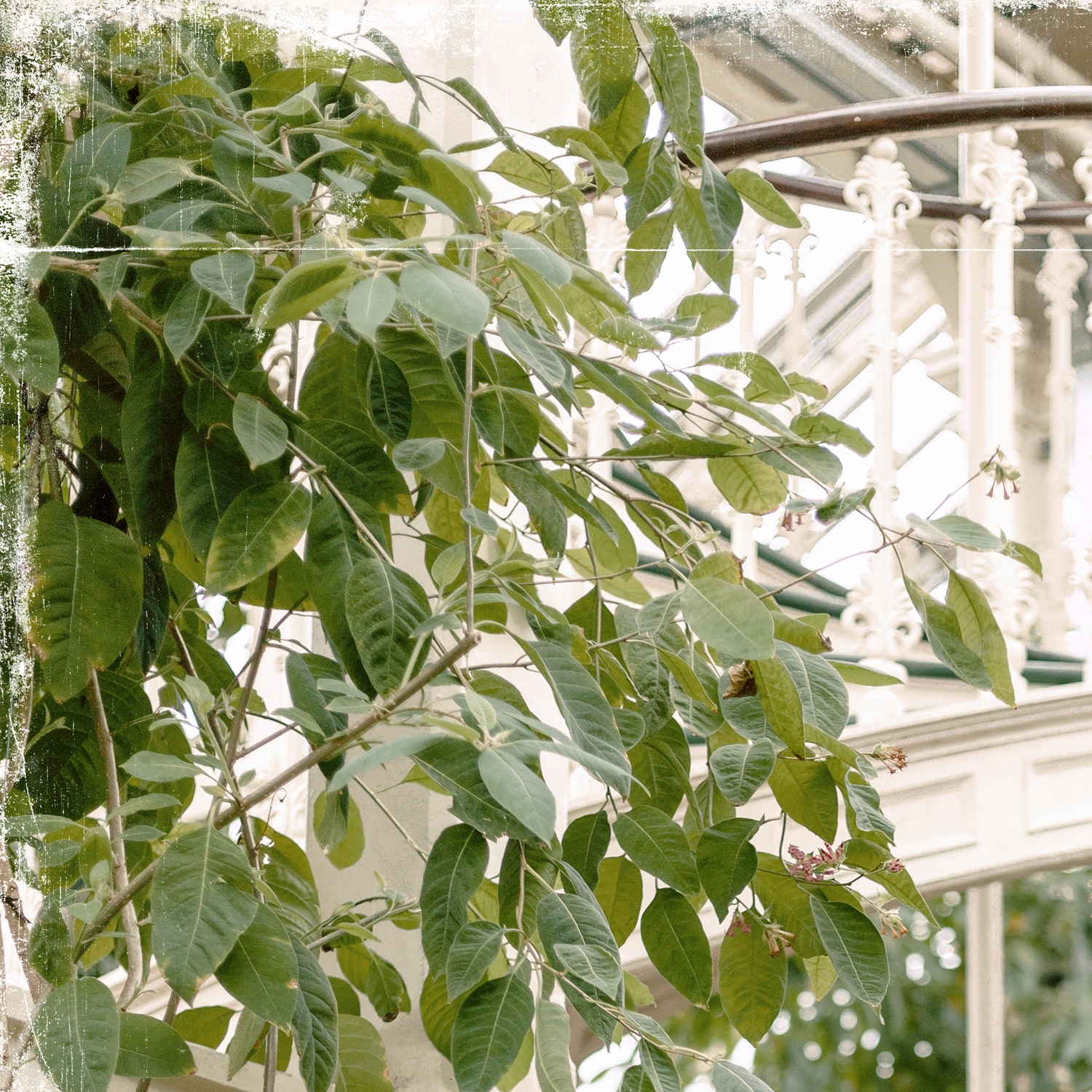 greenhouse series x detail shot 1