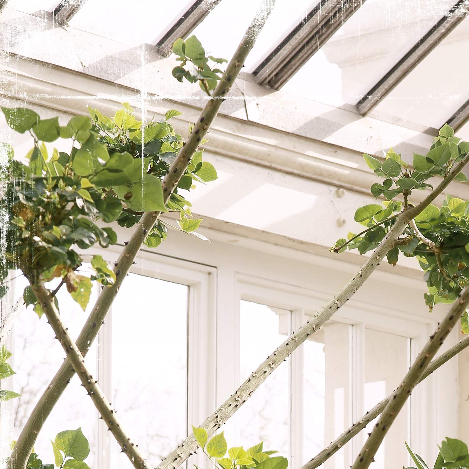 greenhouse series xi detail shot 1