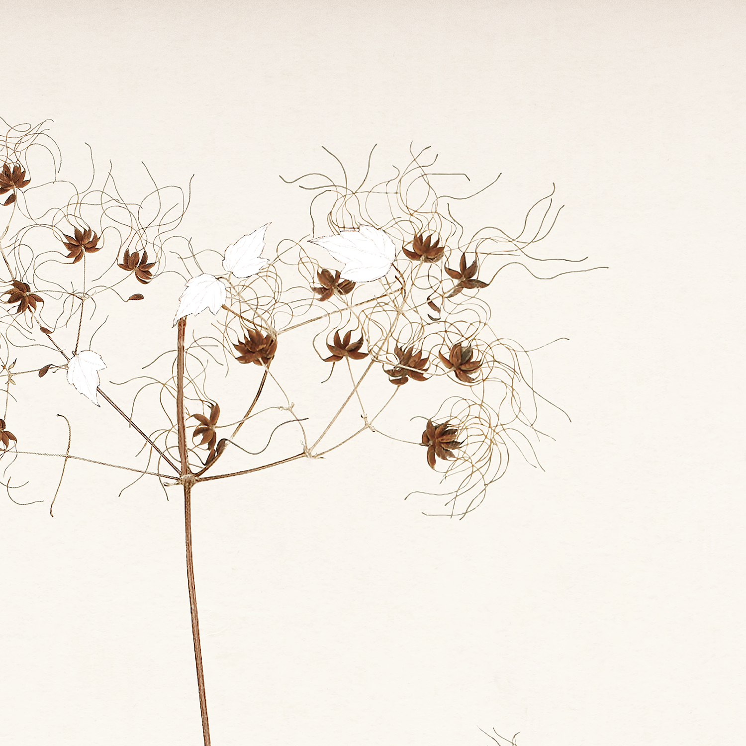 botanicals in umber i detail shot 1