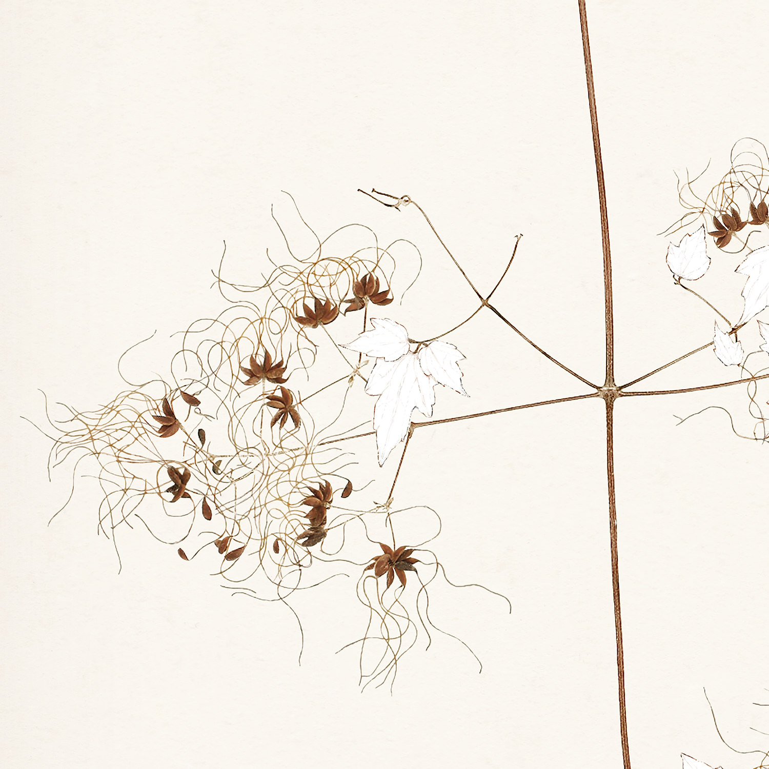 botanicals in umber i detail shot 2