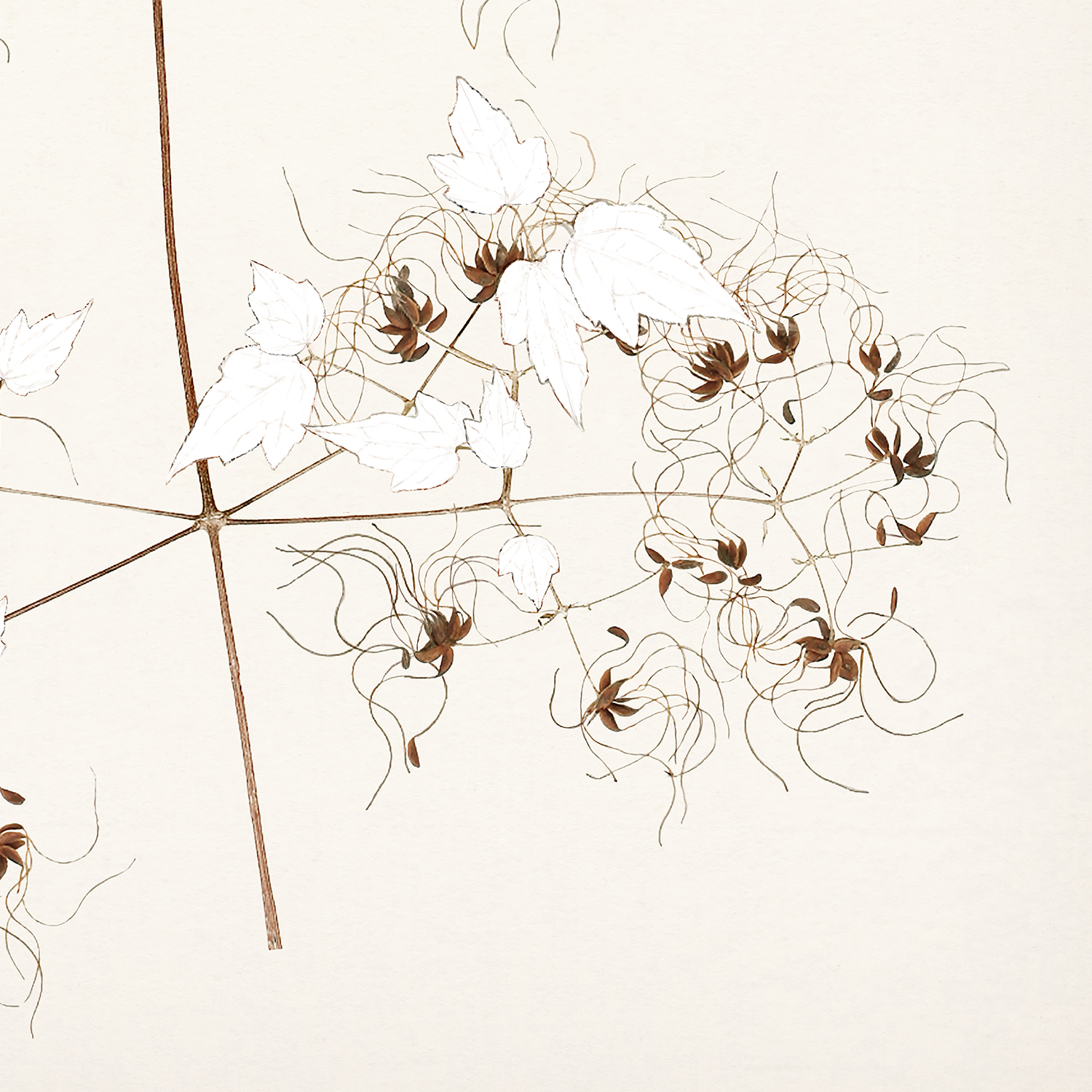 botanicals in umber i detail shot 3