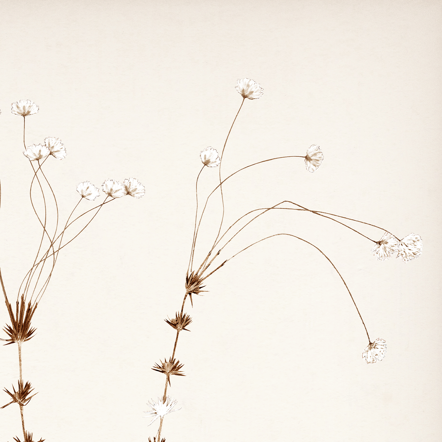 botanicals in umber ii detail shot 1