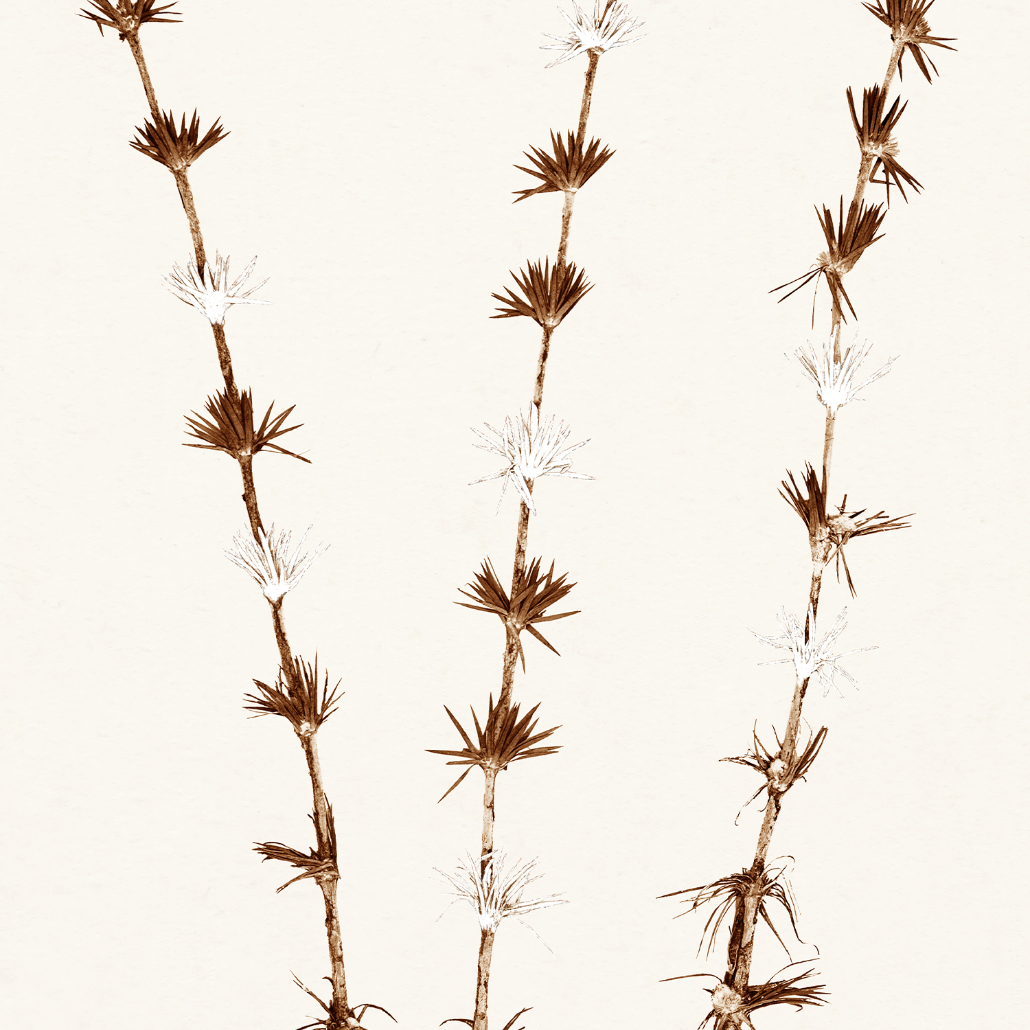 botanicals in umber ii detail shot 2