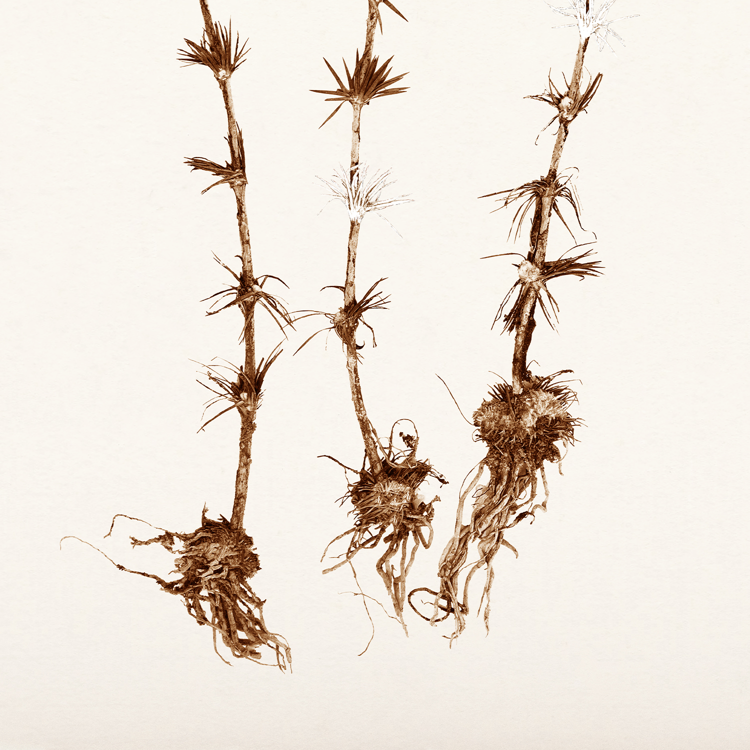 botanicals in umber ii detail shot 3