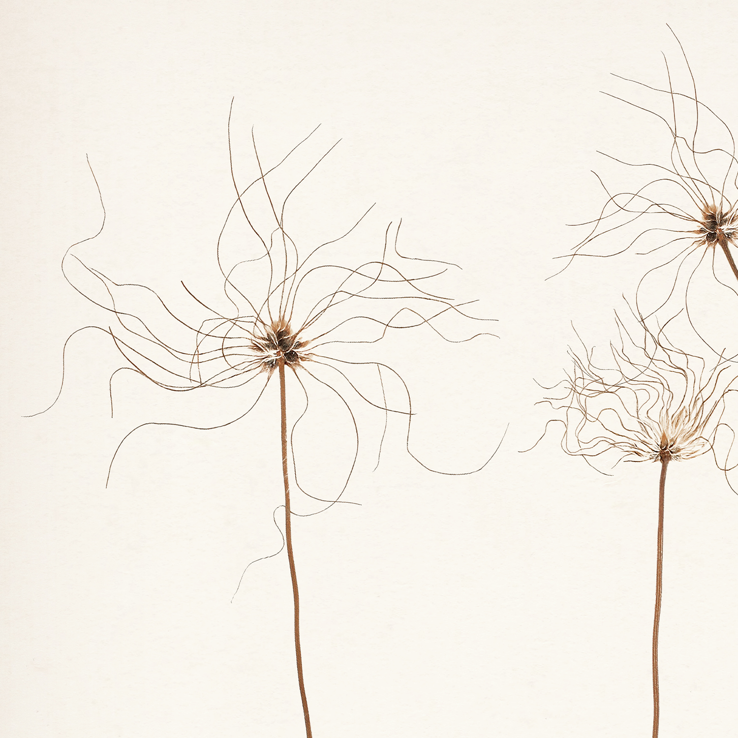 botanicals in umber iii detail shot 1