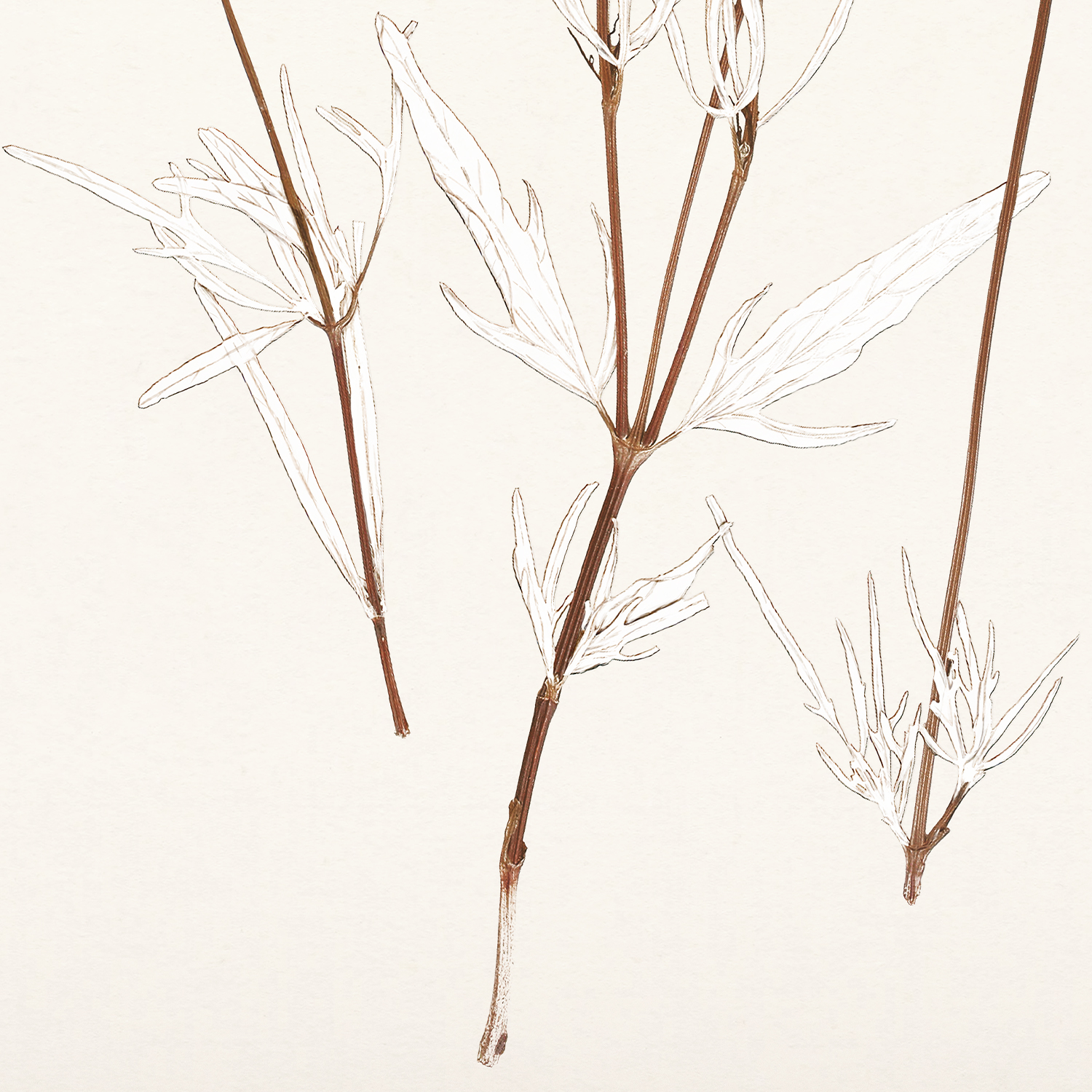 botanicals in umber iii detail shot 2