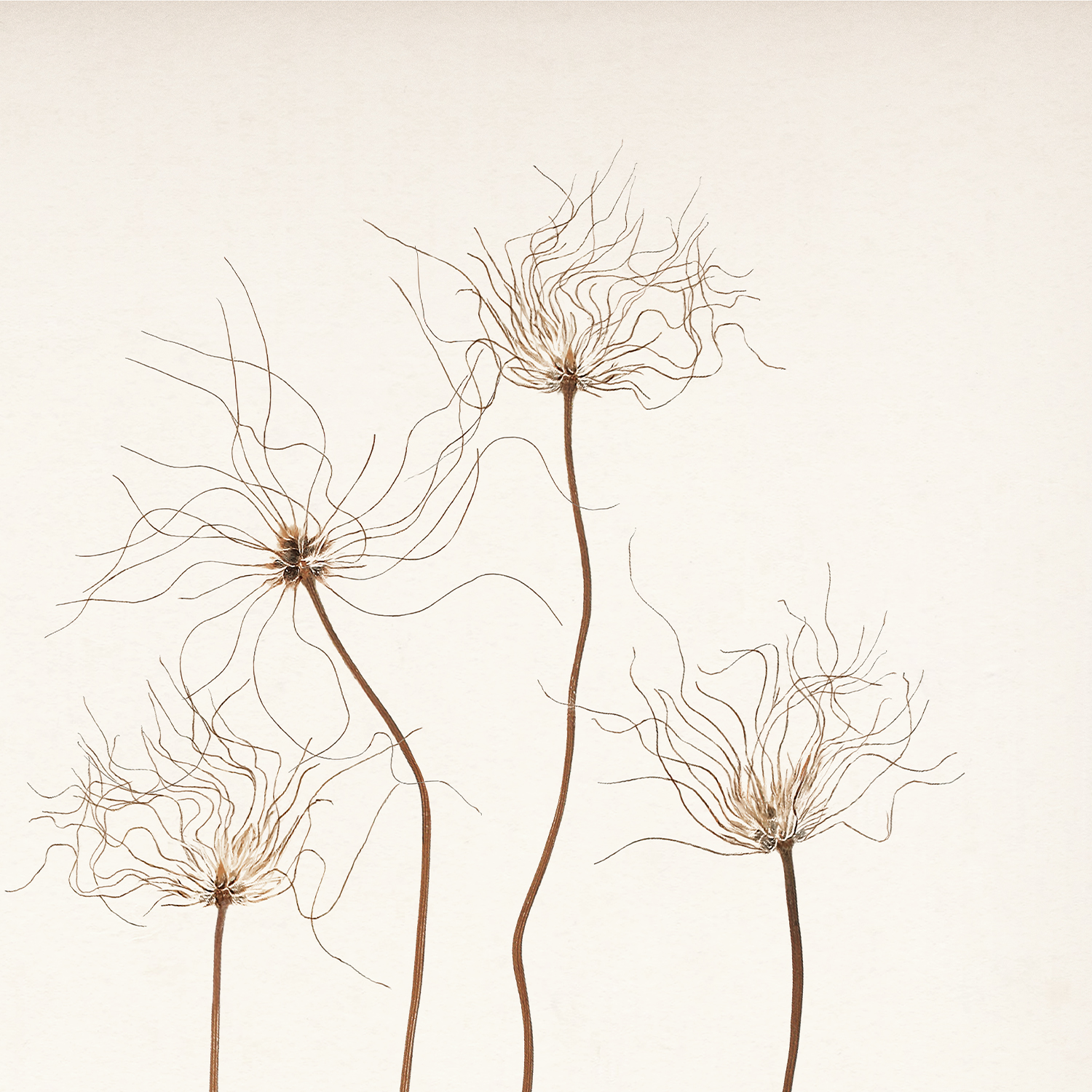 botanicals in umber iii detail shot 3