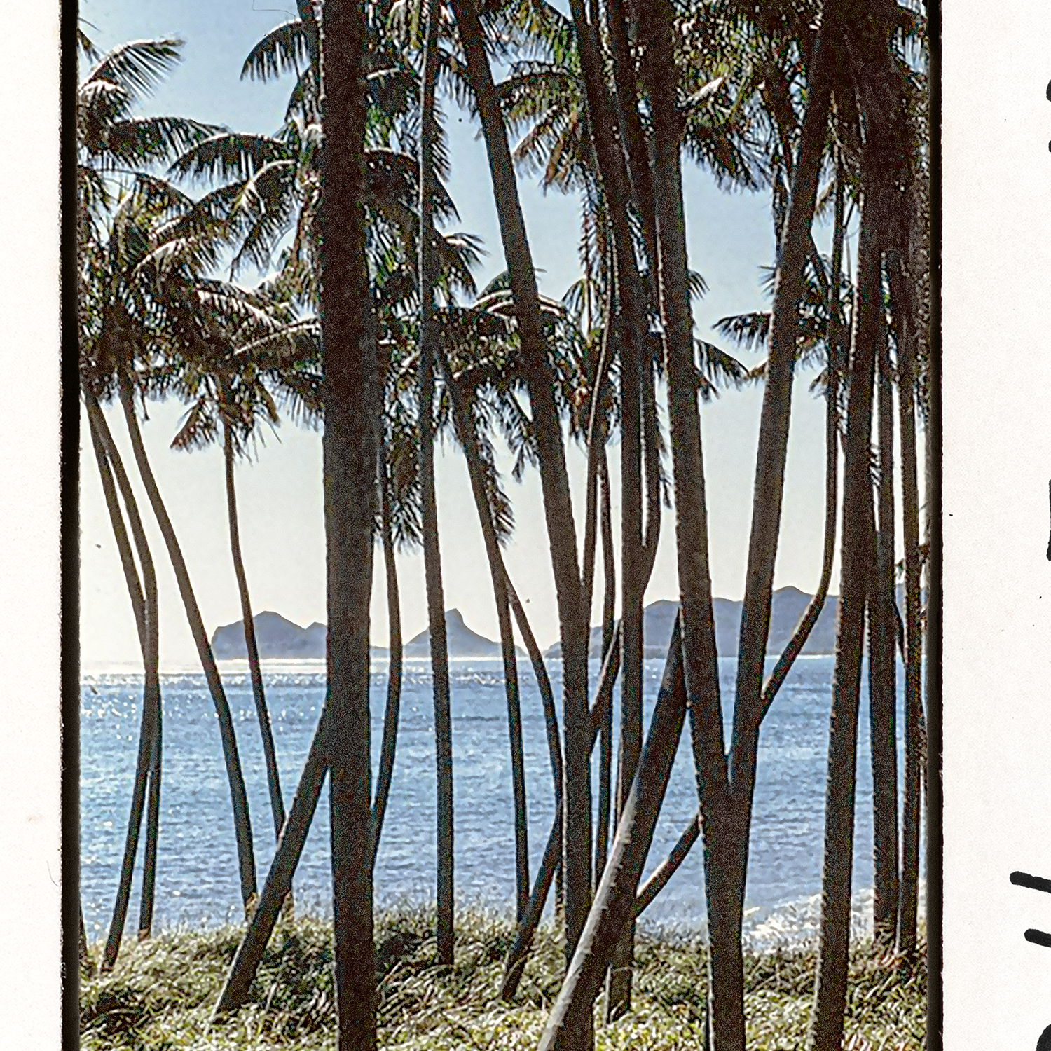 toni frissell slides lord howe detail shot 1